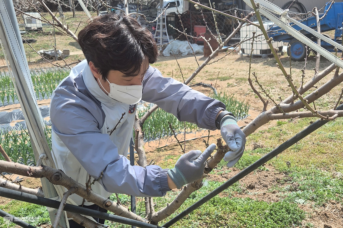(사진6) 3월 26일 김천상무가 용암 1리를 찾아 농촌 일손 돕기를 진행했다.jpg